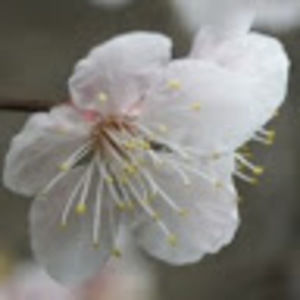 Meet your Posher, Kris